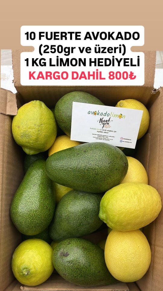 BÜYÜK BOY FUERTE AVOKADO FIRSAT PAKETİ