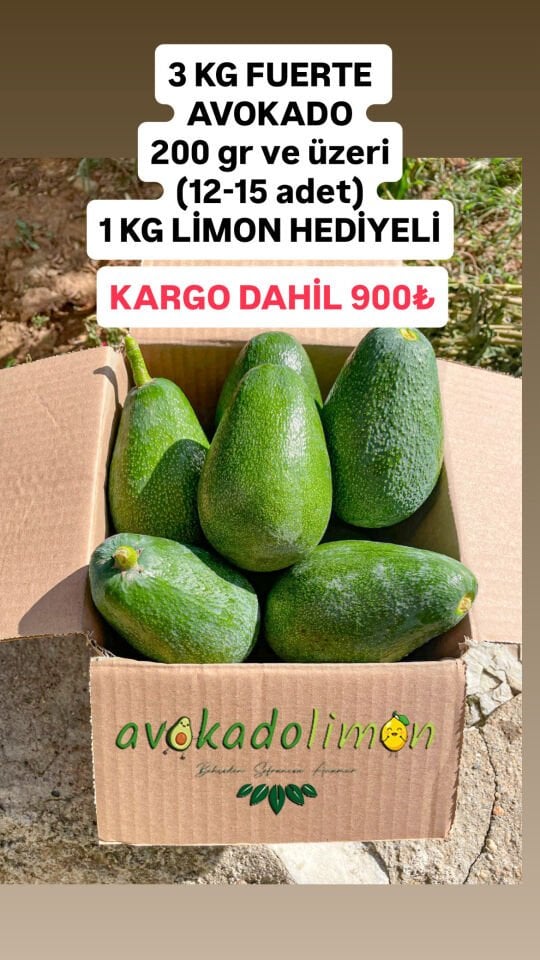 3KG FUERTE AVOKADO(12-15 ADET)
